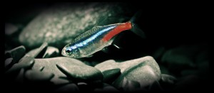 small fish